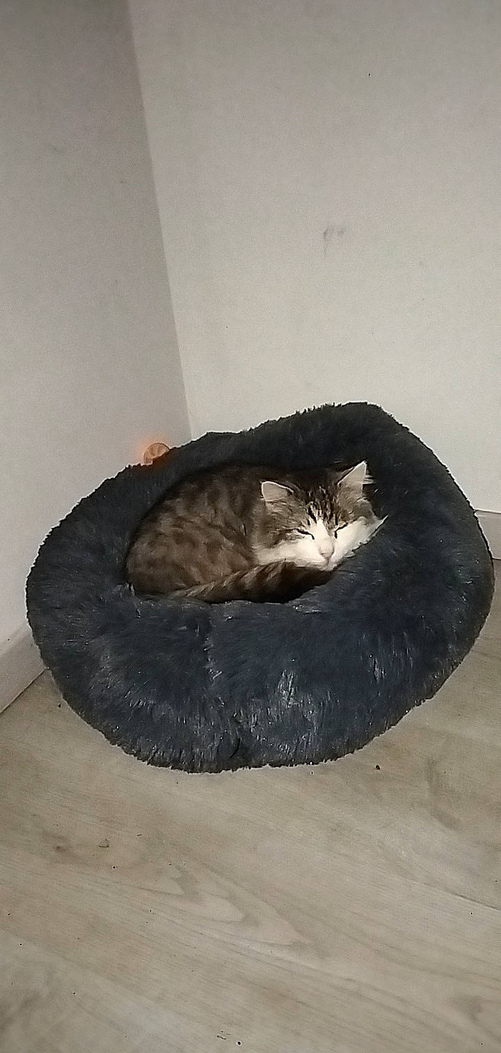 Choucky participe au concours pour gagner de l'argent avec cette photo : automotive_tire, carnivore, cat, cat_bed, cat_supply, comfort, domestic_short_haired_cat, felidae, fur, grey, room, small_to_medium_sized_cats, snout, tail, terrestrial_animal, whiskers, window