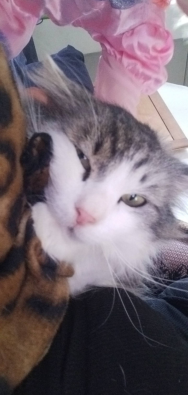 Choucky a rejoint le concours — aidez-le/la à gagner de superbes lots ! cat, claw, cloud, comfort, domestic_short_haired_cat, ear, felidae, fur, meteorological_phenomenon, mountain, nap, paw, plant, selfie, sky, sleep, small_to_medium_sized_cats, tail, vertebrate, whiskers