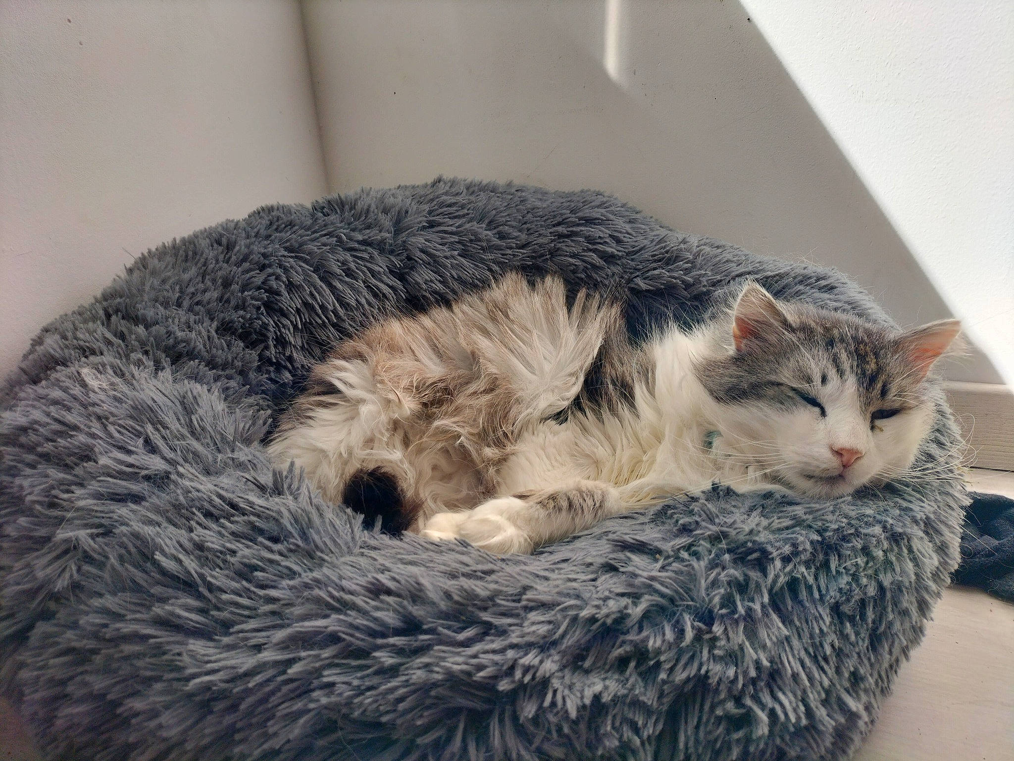 Choucky a rejoint le concours — aidez-le/la à gagner de superbes lots ! carnivore, cat, cat_bed, claw, comfort, domestic_short_haired_cat, felidae, fur, grey, nap, paw, sleep, small_to_medium_sized_cats, snout, tail, terrestrial_animal, whiskers, wool, woolen