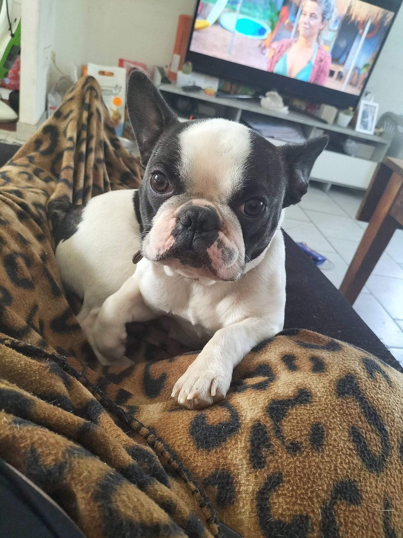 Chanel a rejoint le concours — aidez-le/la à gagner de superbes lots ! boston_terrier, bulldog, carnivore, comfort, companion_dog, couch, dog, dog_breed, fawn, flooring, french_bulldog, hardwood, picture_frame, snout, terrestrial_animal, toy_dog, whiskers, wood, working_animal, wrinkle