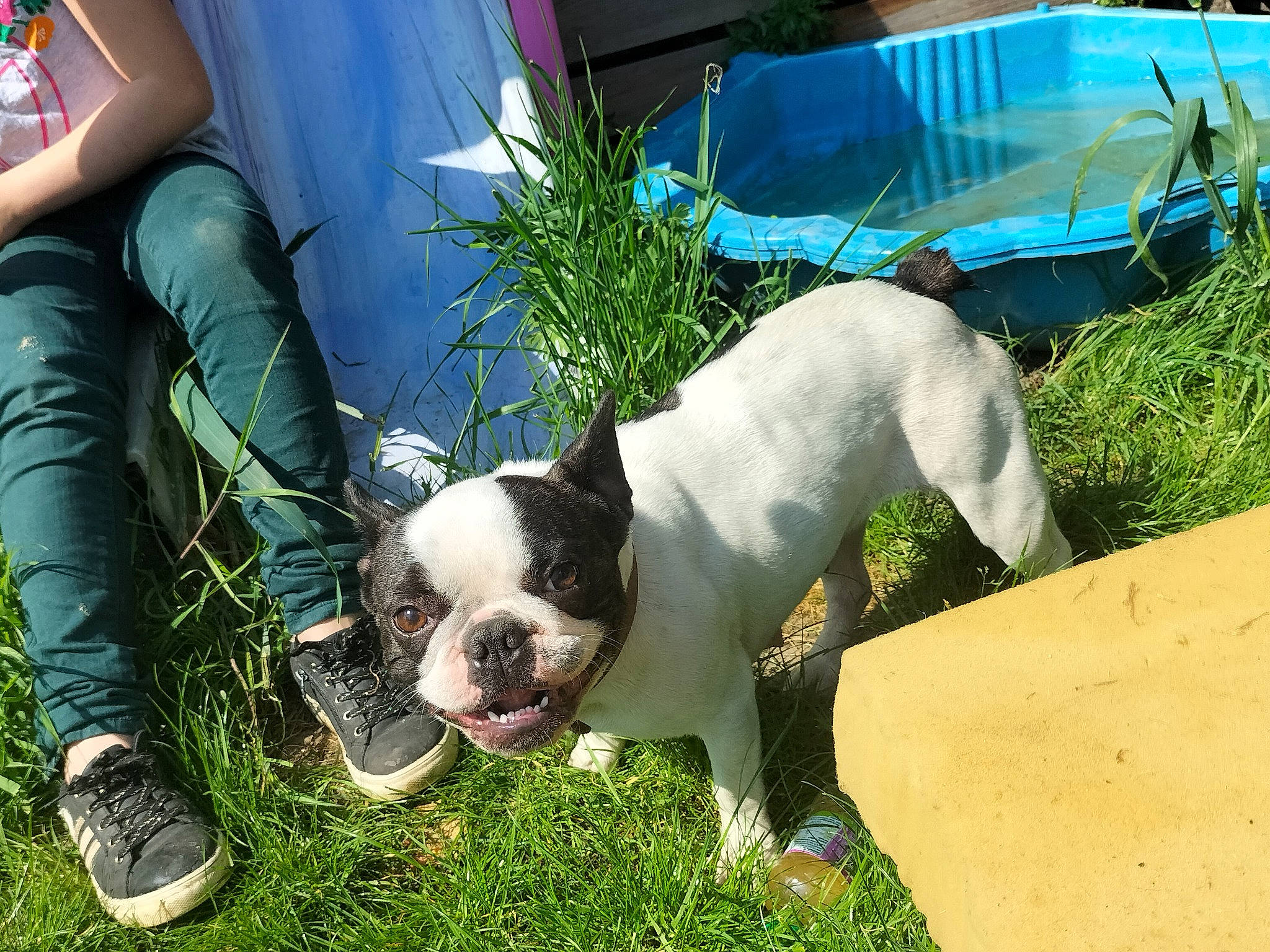 Chanel participe au concours pour gagner de l'argent avec cette photo : adventure, blue, bulldog, canidae, carnivore, companion_dog, dog, dog_breed, fawn, grass, green, lawn, leisure, molosser, non_sporting_group, plant, snout, sporting_group, toy_dog, working_animal