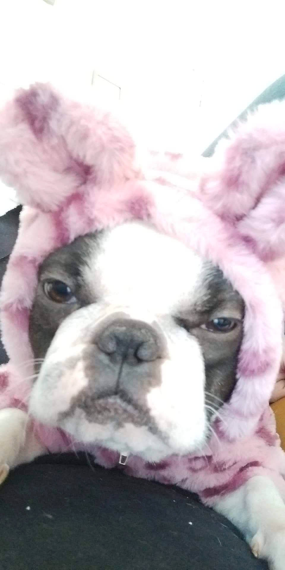 Chanel participe au concours pour gagner de l'argent avec cette photo : beauty, bored, bulldog, carnivore, close_up, comfort, companion_dog, dog, dog_breed, fawn, fur, magenta, non_sporting_group, photograph, photography, pink, snout, sporting_group, white, wrinkle