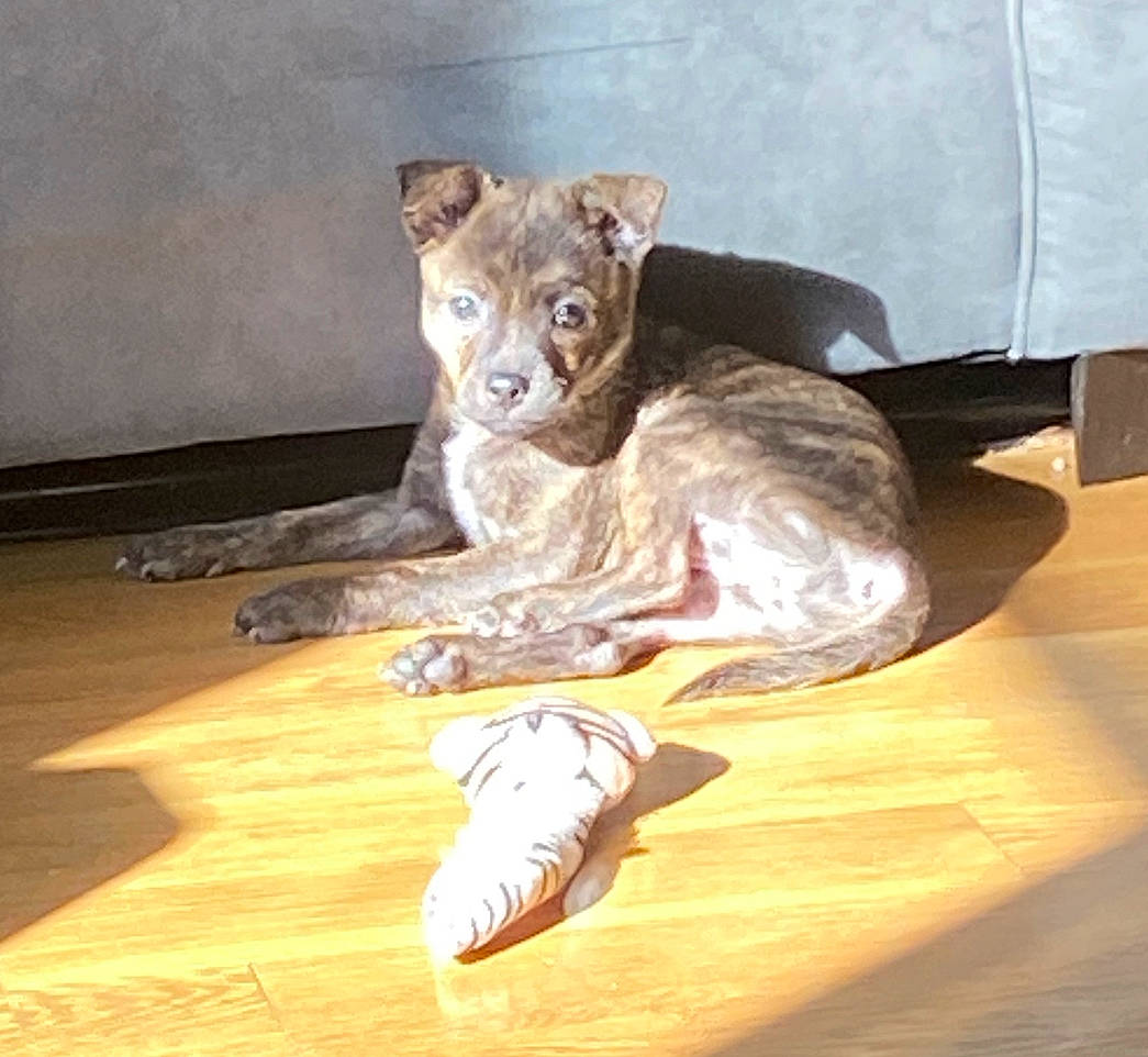 Nala is registered to the contest to win money with this photo: big_cats, canidae, carnivore, comfort, companion_dog, dog_breed, fawn, felidae, flooring, foot, fur, hardwood, lion, small_to_medium_sized_cats, snout, table, tail, terrestrial_animal, whiskers, wood