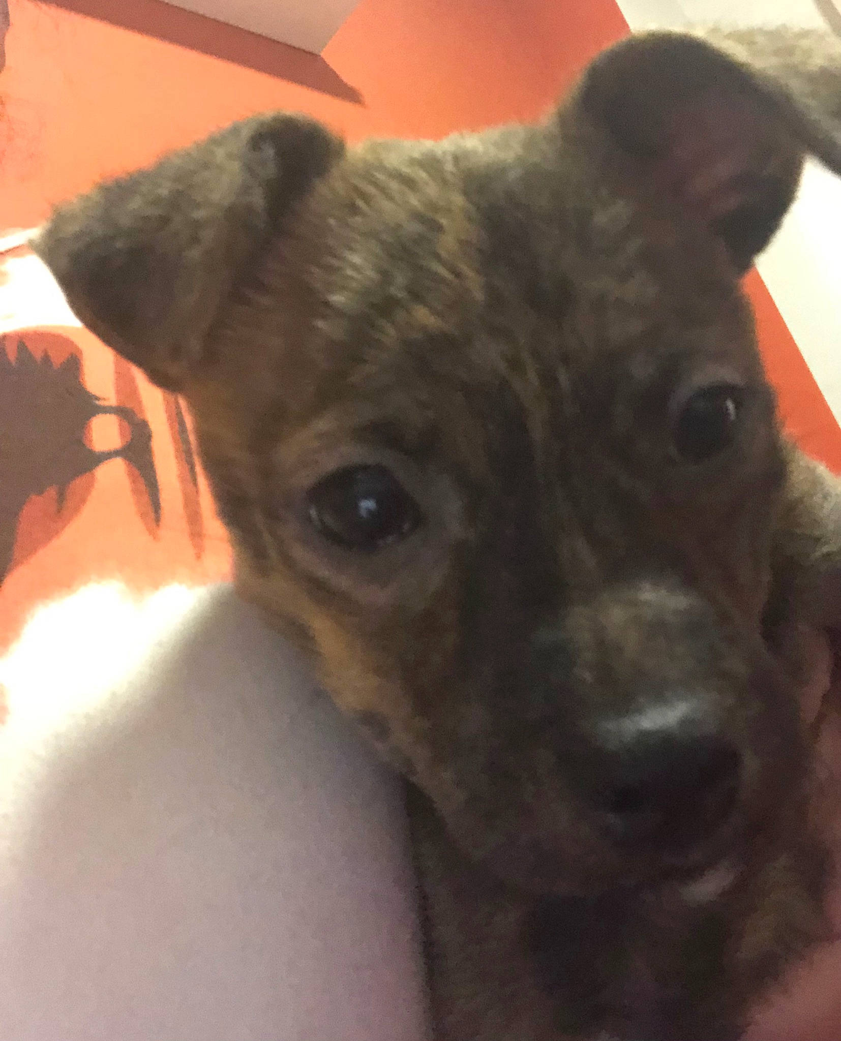 Nala joined the competition — help win amazing prizes! canidae, carnivore, collar, companion_dog, dog, dog_breed, ear, fawn, fur, guard_dog, non_sporting_group, puppy, snout, sporting_group, terrestrial_animal, terrier, toy_dog, whiskers, working_animal, working_dog