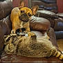 animal, brown, can, couch, curious, dog, ears, face, french_bulldog, friendship, funny, fur, indoor, laying_down, leather, living_room, paw, pet, raccoon, tail