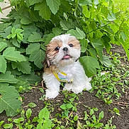 Rusty is registered to the contest to win money with this photo: dog, puppy, small_dog, fluffy, white_fur, brown_fur, face, tongue, outdoor, garden, plants, leaves, greenery, soil, nature, sitting, harness, portrait, cute, jungle