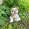 dog, puppy, small_dog, fluffy, white_fur, brown_fur, face, tongue, outdoor, garden, plants, leaves, greenery, soil, nature, sitting, harness, portrait, cute, jungle