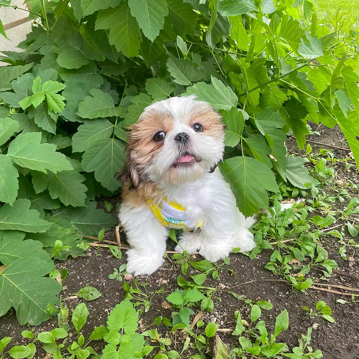Rusty is registered to the contest to win money with this photo: dog, puppy, small_dog, fluffy, white_fur, brown_fur, face, tongue, outdoor, garden, plants, leaves, greenery, soil, nature, sitting, harness, portrait, cute, jungle