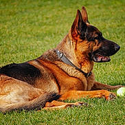 Caramel participe au concours pour gagner de l'argent avec cette photo : dog, german_shepherd, grass, tennis_ball, collar, outdoor, pet, animal, canine, resting, lying_down, summer, sunlight, nature, playful, fur, ears, muzzle, paw, relaxed