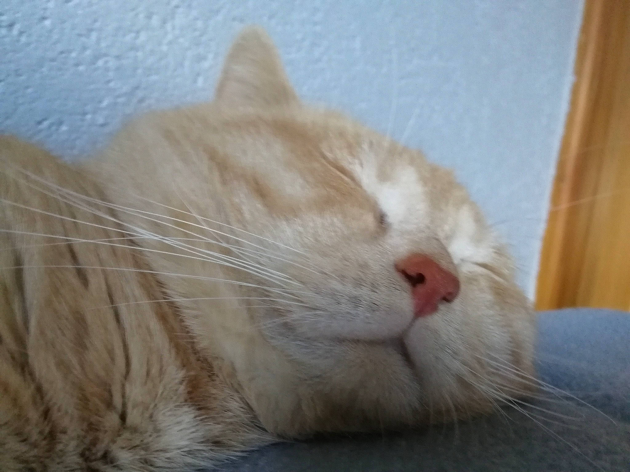 Narko participe au concours pour gagner de l'argent avec cette photo : carnivore, cat, claw, comfort, curtain, domestic_short_haired_cat, eye, fawn, felidae, foot, fur, hardwood, nap, paw, sleep, small_to_medium_sized_cats, tail, whiskers, wood