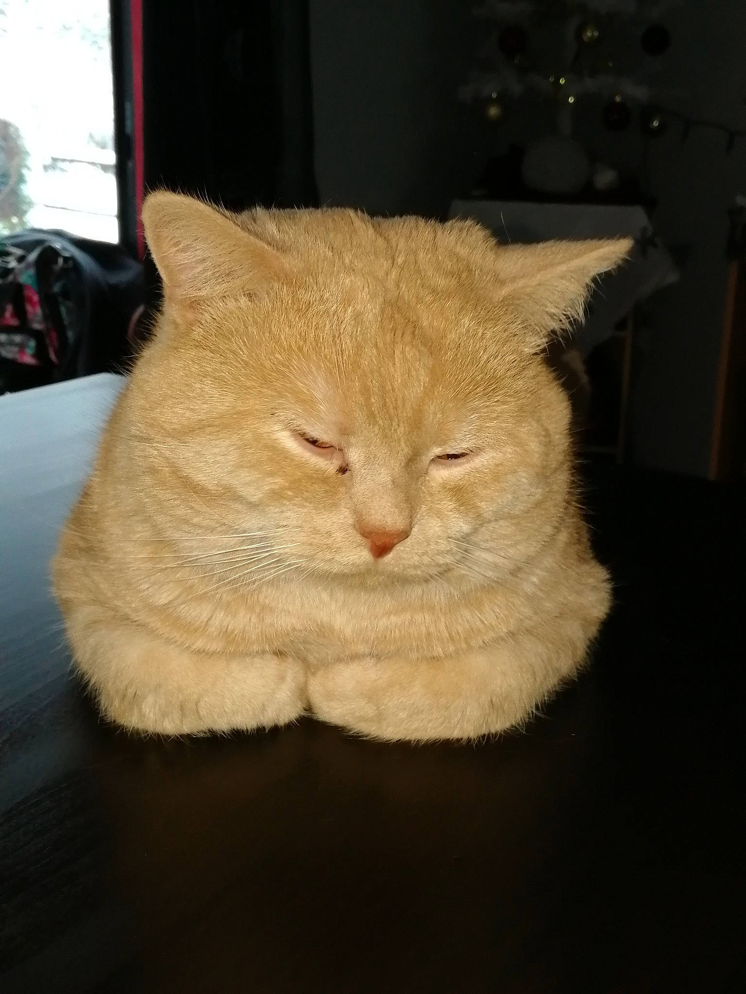 Narko participe au concours pour gagner de l'argent avec cette photo : carnivore, cat, cat_supply, claw, comfort, domestic_short_haired_cat, fawn, felidae, flooring, fur, hardwood, knitting, small_to_medium_sized_cats, snout, tail, terrestrial_animal, thread, whiskers, wood, wool