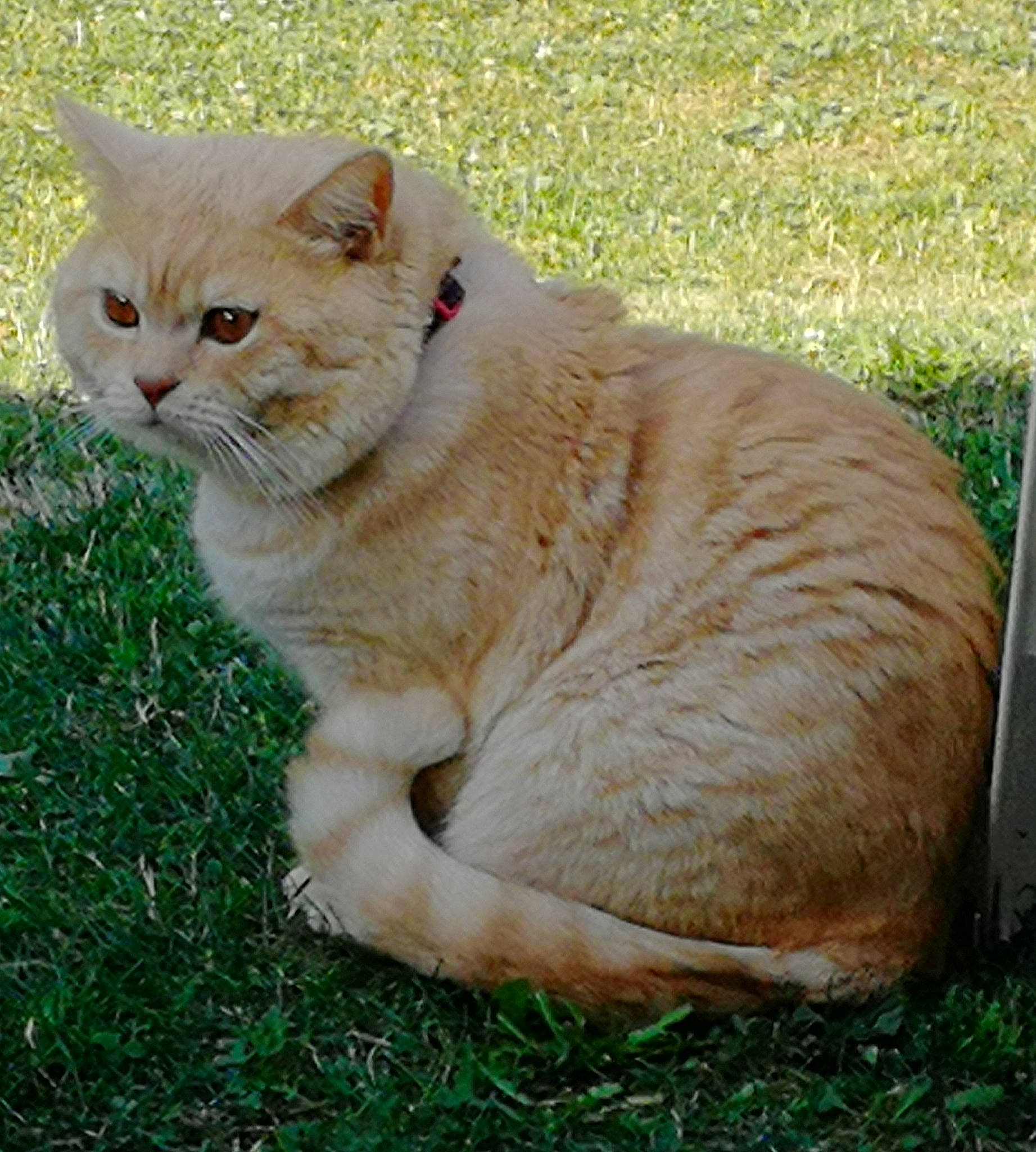 Narko a rejoint le concours — aidez-le/la à gagner de superbes lots ! carnivore, cat, domestic_short_haired_cat, fawn, felidae, fur, grass, grassland, plant, small_to_medium_sized_cats, snout, tail, terrestrial_animal, whiskers, wildlife, wood, wrinkle