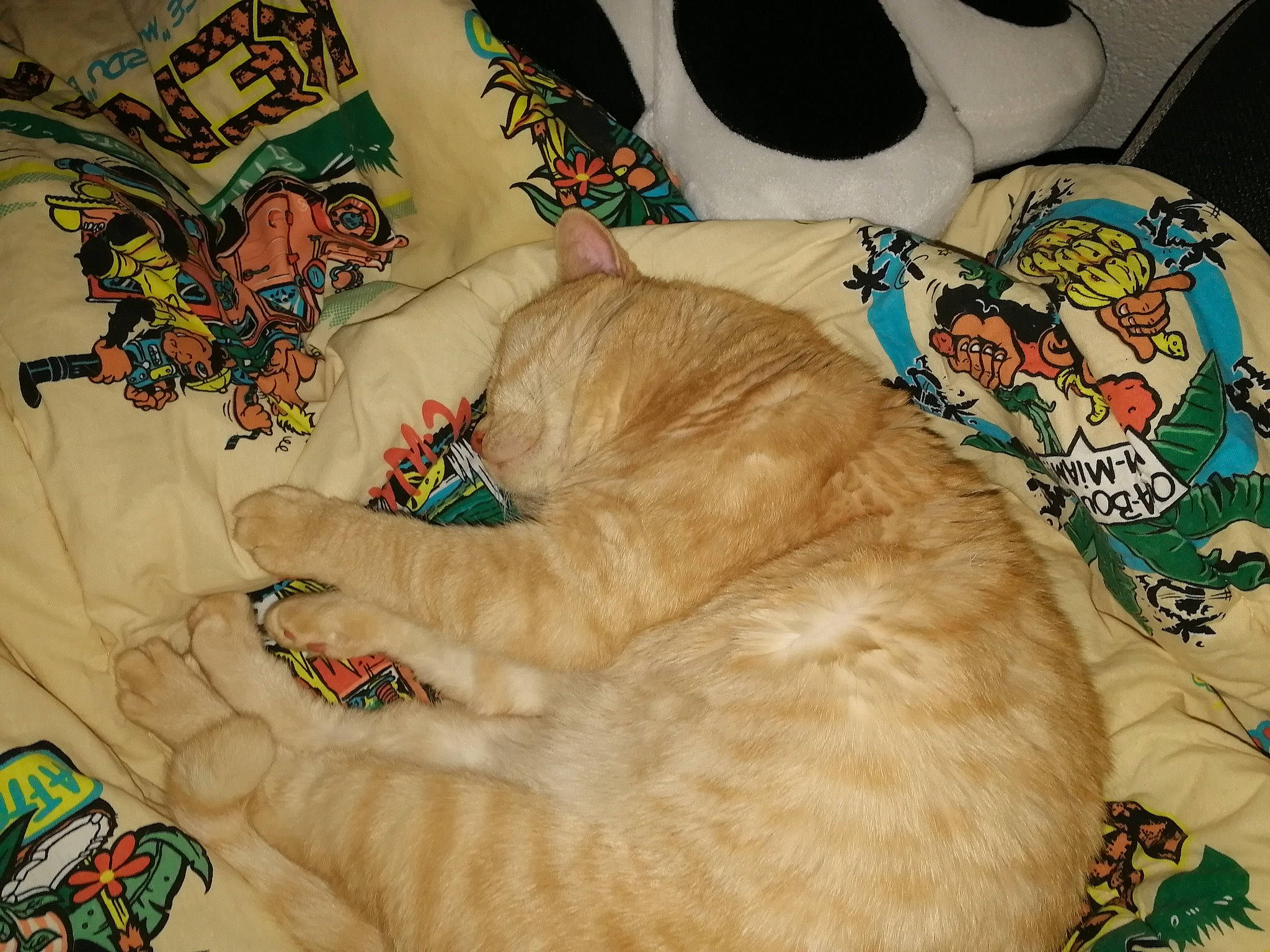 Narko a rejoint le concours — aidez-le/la à gagner de superbes lots ! carmine, carnivore, cat, claw, comfort, domestic_short_haired_cat, fawn, felidae, fur, linens, mammal, nap, outdoor_shoe, paw, room, small_to_medium_sized_cats, tail, walking_shoe, whiskers