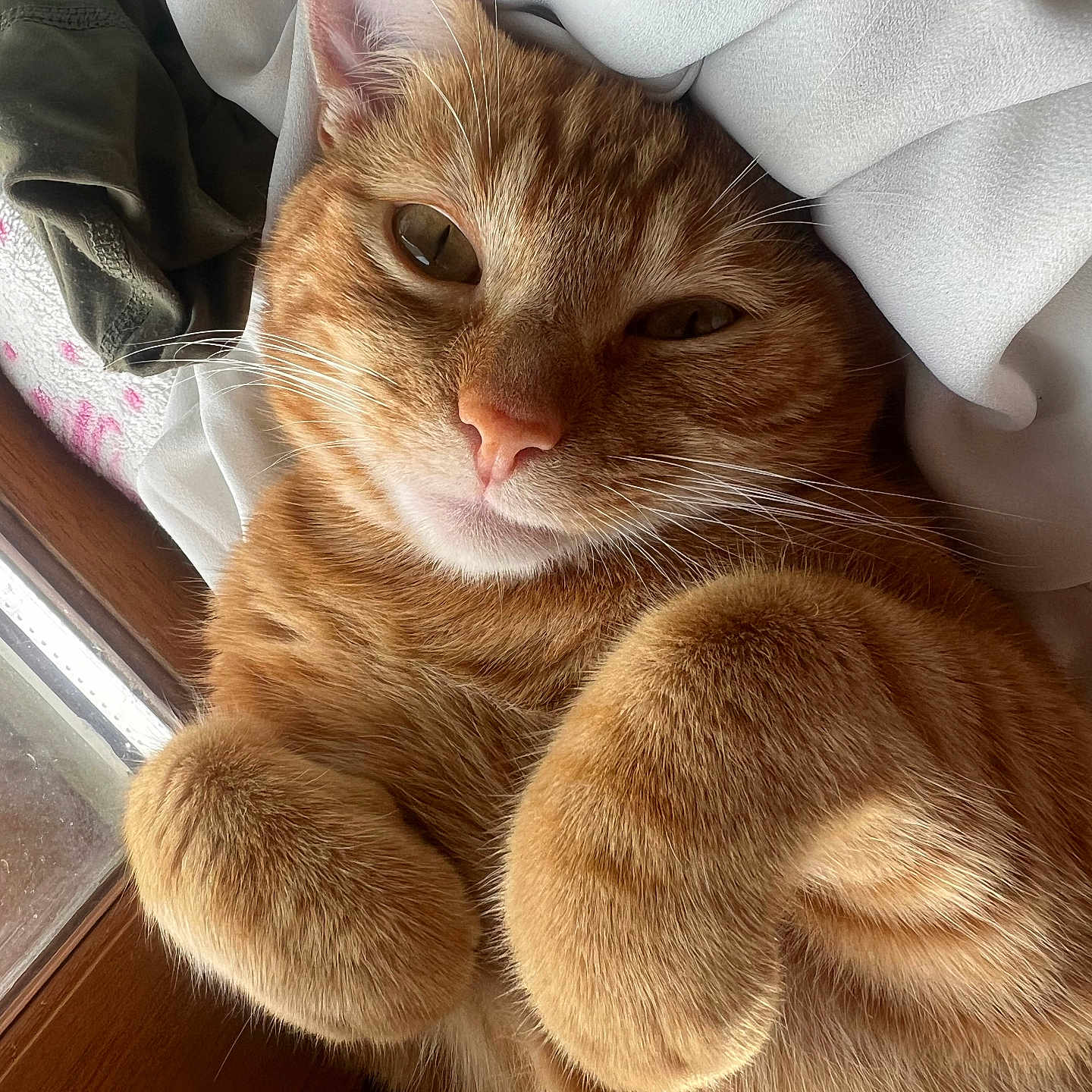 Simba participe au concours pour gagner de l'argent avec cette photo : abyssinian, animal, bed, blanket, cat, couch, cushion, face, furniture, hardwood, head, homedecor, kitten, manx, person, pet, photography, portrait, sleeping, wood