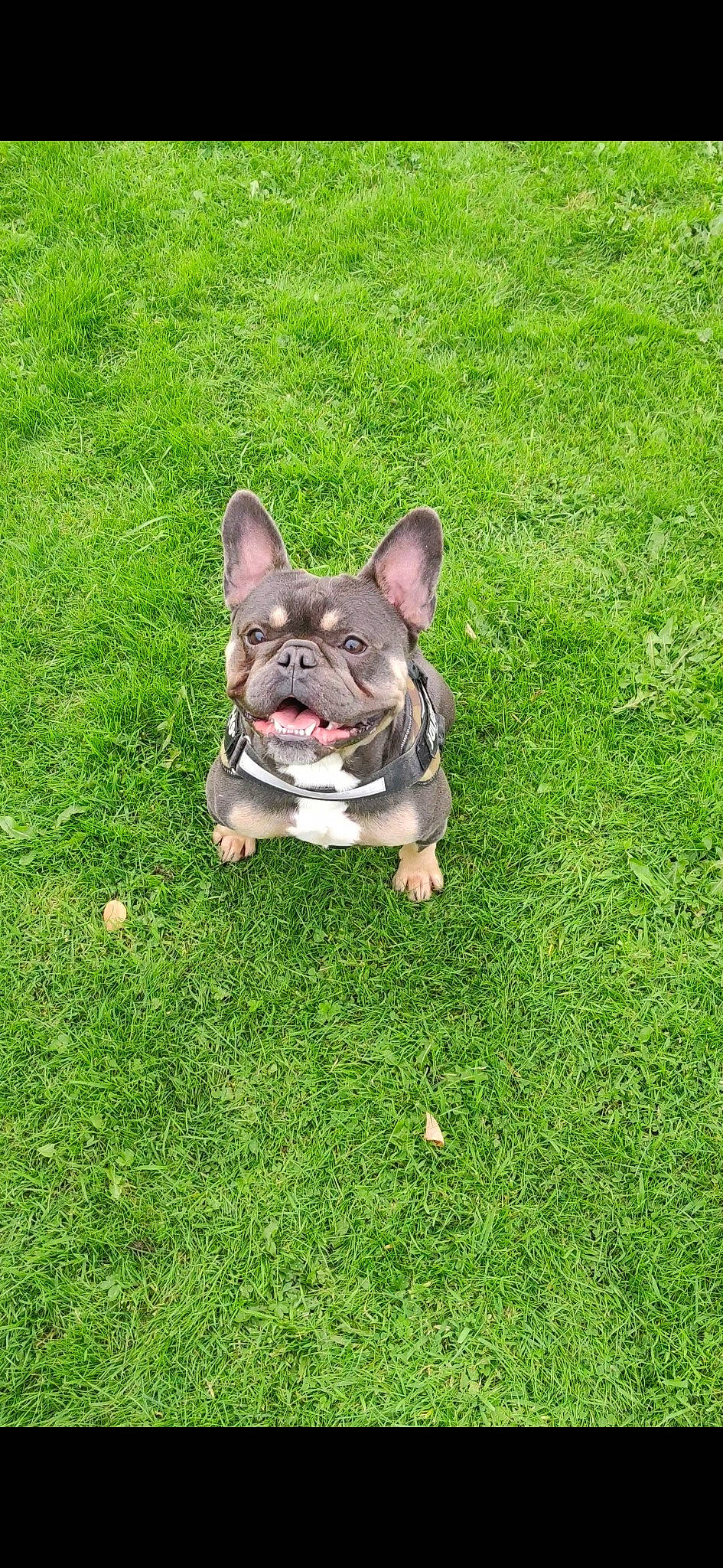 Rocco is registered to the contest to win money with this photo: bulldog, carnivore, collar, companion_dog, dog, dog_breed, dog_collar, fawn, french_bulldog, grass, groundcover, lawn, leash, plant, snout, sporting_group, tail, toy_dog, whiskers, working_animal