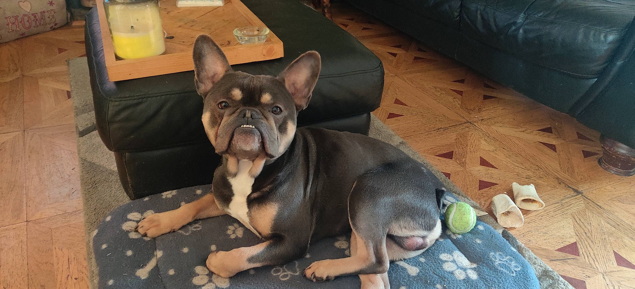 Rocco is registered to the contest to win money with this photo: bulldog, canidae, carnivore, comfort, companion_dog, dog, dog_breed, ear, fawn, french_bulldog, liver, molosser, snout, sporting_group, terrestrial_animal, toy_dog, whiskers, wood, working_animal, wrinkle