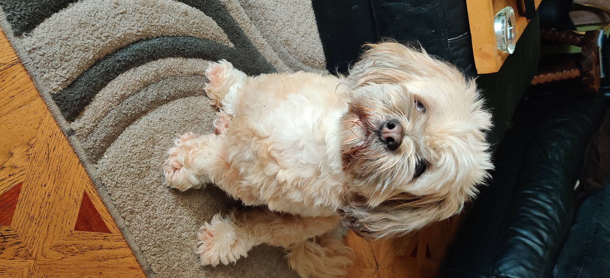 Rosie is registered to the contest to win money with this photo: canidae, carnivore, companion_dog, dog, dog_breed, dog_collar, fawn, fur, labradoodle, liver, mal_shi, puppy_love, shih_poo, small_terrier, snout, sporting_group, terrier, toy_dog, working_animal, yorkipoo