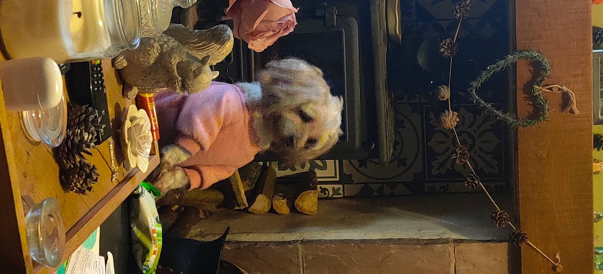 Rosie joined the competition — help win amazing prizes! art, bird, fur, room, visual_arts, window