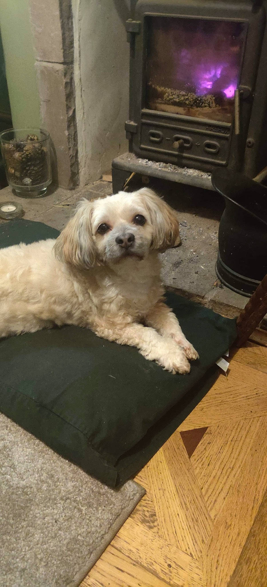 Rosie is registered to the contest to win money with this photo: carnivore, companion_dog, dog, dog_breed, fawn, flooring, fur, gas, hardwood, home_appliance, small_terrier, snout, sporting_group, stove, terrier, toy_dog, varnish, wood, wood_burning_stove, working_animal