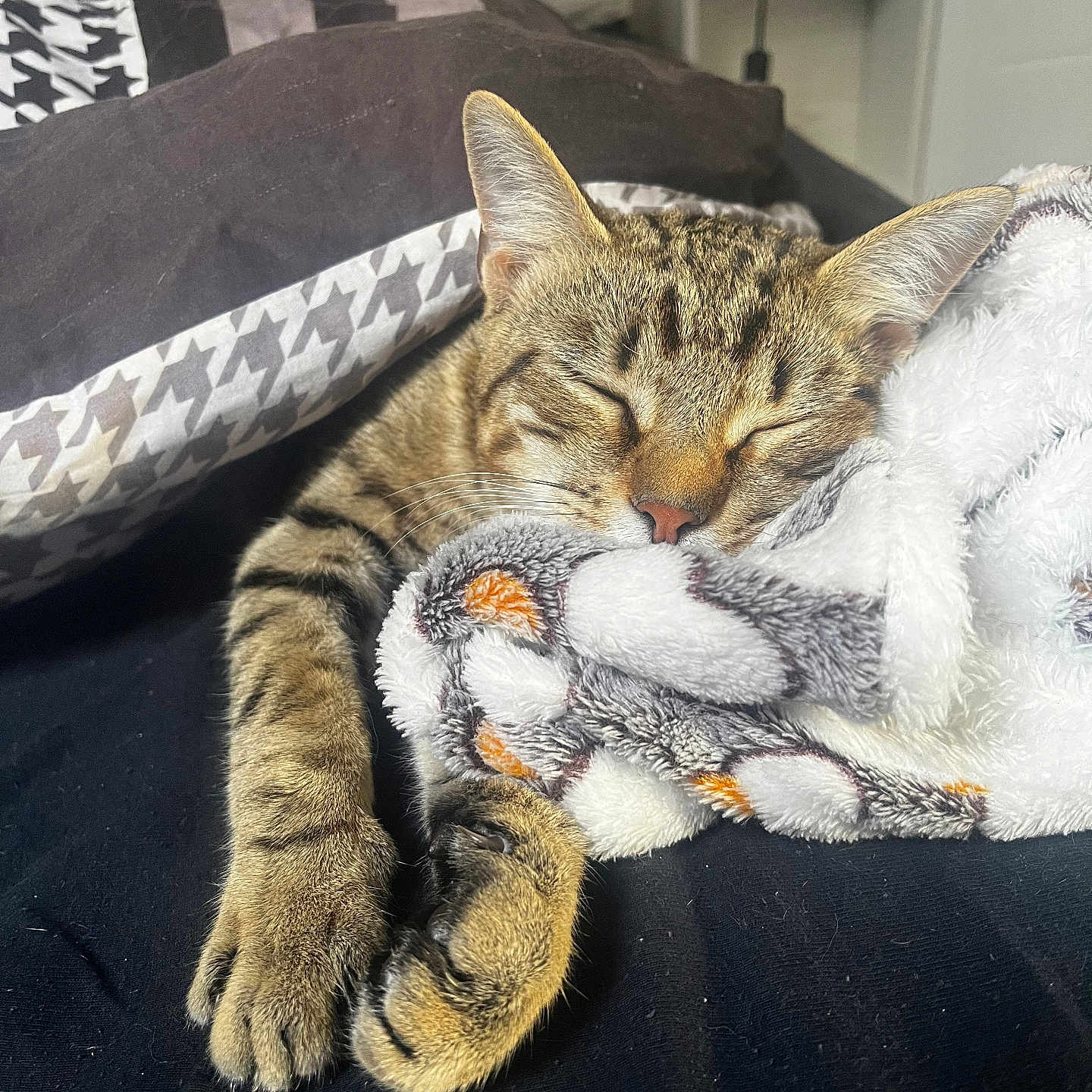 Arès a rejoint le concours — aidez-le/la à gagner de superbes lots ! animal, bed, blanket, cat, comfort, cozy, cute, domestic, fur, indoor, napping, paw, pet, plush, relaxed, rest, sleeping, tabby, warm, whiskers