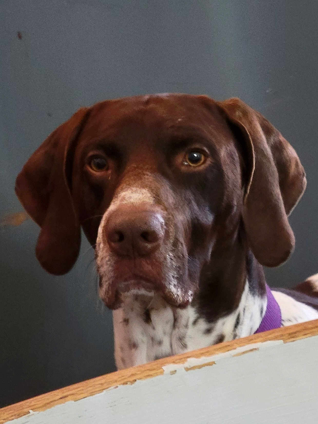 Jackson joined the competition — help win amazing prizes! dog, brown, white, collar, pet, animal, close_up, portrait, indoor, curious, ears, face, canine, looking, waiting, wood, background, domestic, mammal, expression
