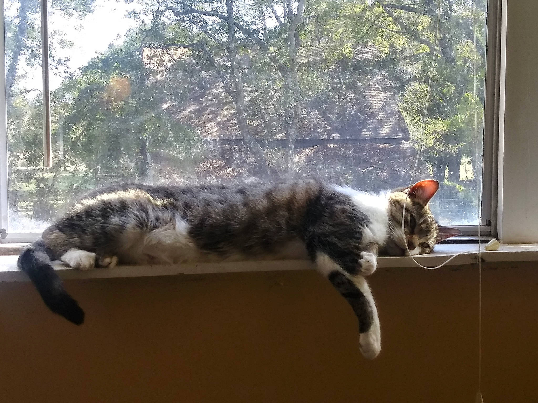 Sox is registered to the contest to win money with this photo: carnivore, cat, domestic_short_haired_cat, european_shorthair, felidae, fur, kitten, mammal, small_to_medium_sized_cats, tabby_cat, tail, tree, whiskers, window