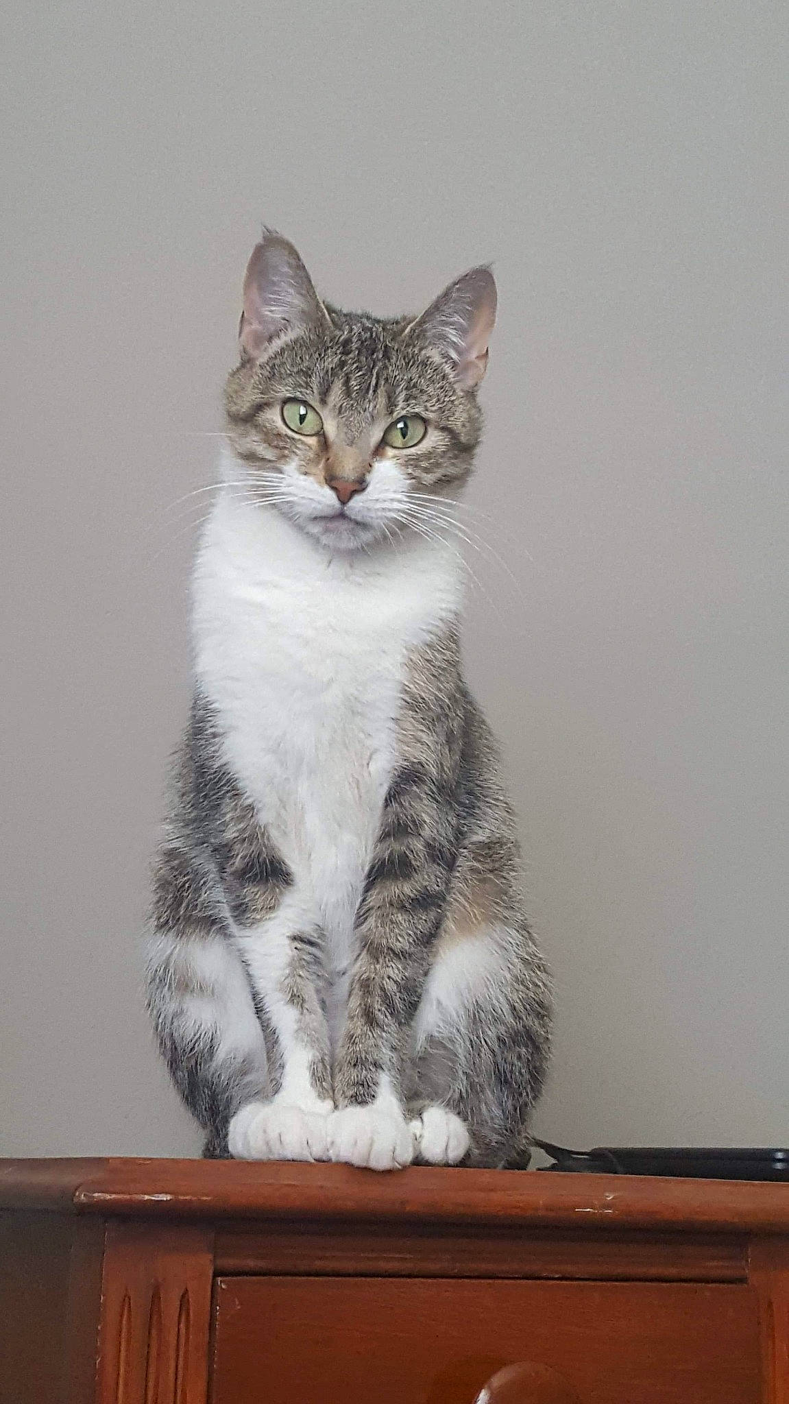 Sox is registered to the contest to win money with this photo: aegean_cat, american_shorthair, american_wirehair, asian, australian_mist, british_semi_longhair, california_spangled, carnivore, cat, domestic_short_haired_cat, dragon_li, european_shorthair, felidae, kitten, mammal, polydactyl_cat, small_to_medium_sized_cats, tabby_cat, vertebrate, whiskers