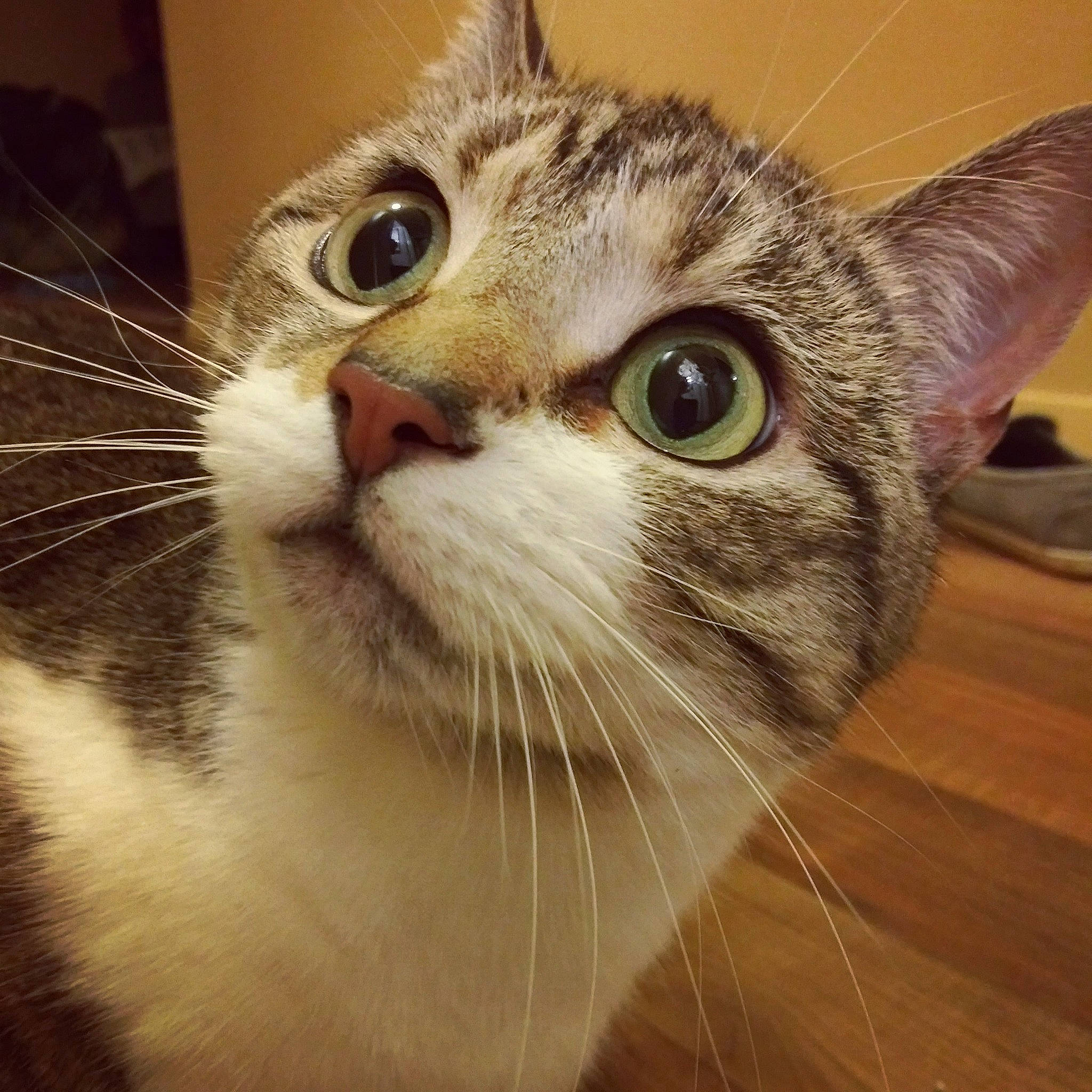 Sox is registered to the contest to win money with this photo: aegean_cat, american_shorthair, american_wirehair, asian, australian_mist, carnivore, cat, domestic_short_haired_cat, dragon_li, european_shorthair, eye, felidae, kitten, mammal, munchkin, singapura, small_to_medium_sized_cats, snout, tabby_cat, whiskers