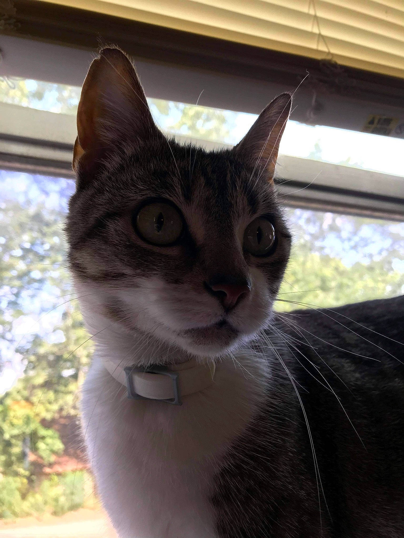 Sox joined the competition — help win amazing prizes! aegean_cat, asian, black_cat, burmese, carnivore, cat, domestic_short_haired_cat, fawn, felidae, german_rex, korat, mammal, ojos_azules, small_to_medium_sized_cats, snout, whiskers, window