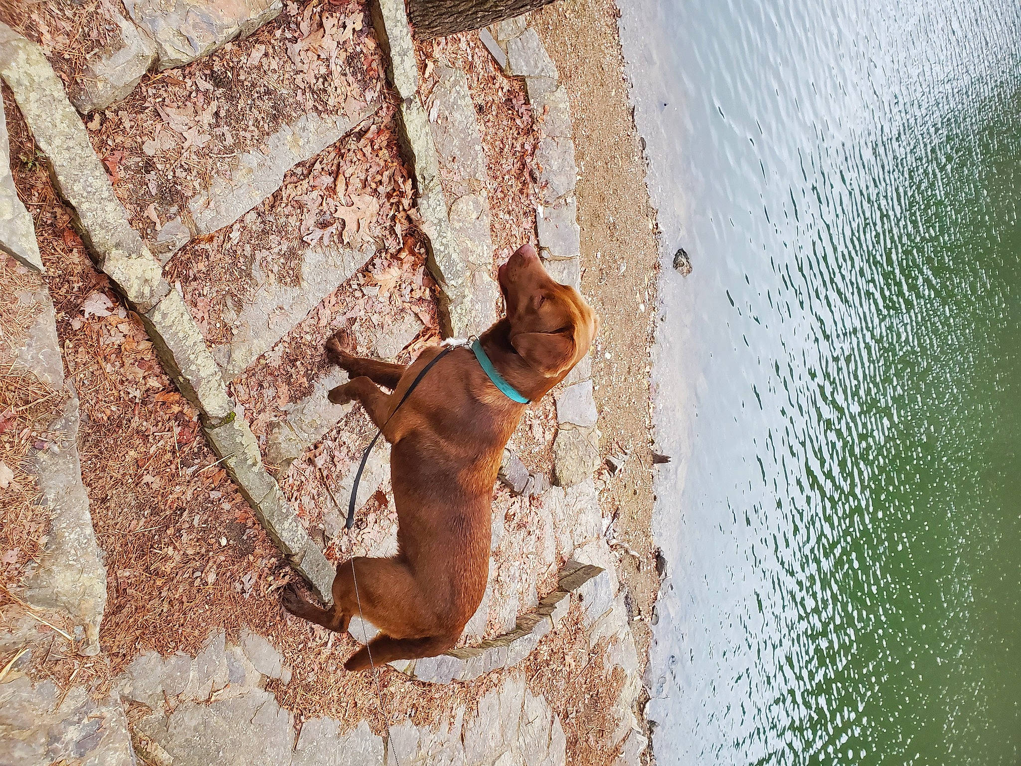 Milo is registered to the contest to win money with this photo: brick, brickwork, carnivore, concrete, fawn, felidae, flooring, landscape, organism, road, road_surface, shadow, small_to_medium_sized_cats, snout, tail, terrestrial_animal, wall, water, wildlife, wood