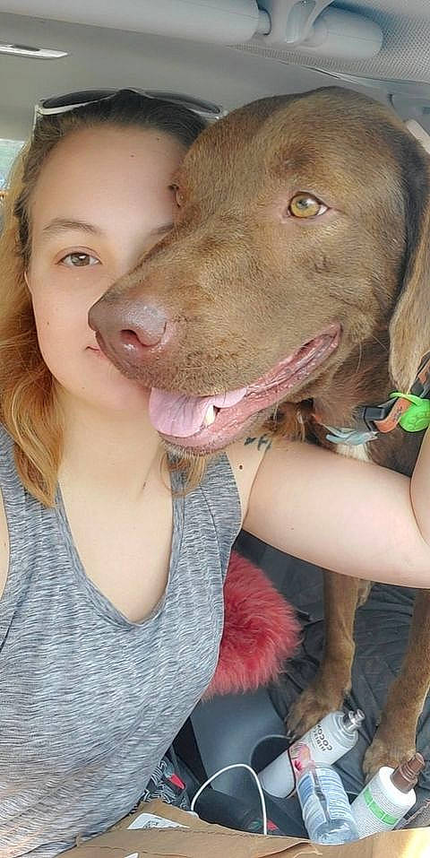 Milo joined the competition — help win amazing prizes! carnivore, collar, companion_dog, dog, dog_breed, dog_collar, fashion_accessory, fawn, fun, fur, happy, hat, jaw, liver, organ, personal_protective_equipment, snout, sporting_group, t_shirt, working_animal