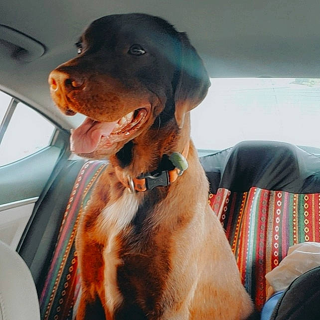 Milo is registered to the contest to win money with this photo: automotive_mirror, canidae, carnivore, collar, companion_dog, dog, dog_breed, dog_collar, fawn, fur, gun_dog, liver, smile, snout, sporting_group, vehicle, vehicle_door, whiskers, windshield, working_animal
