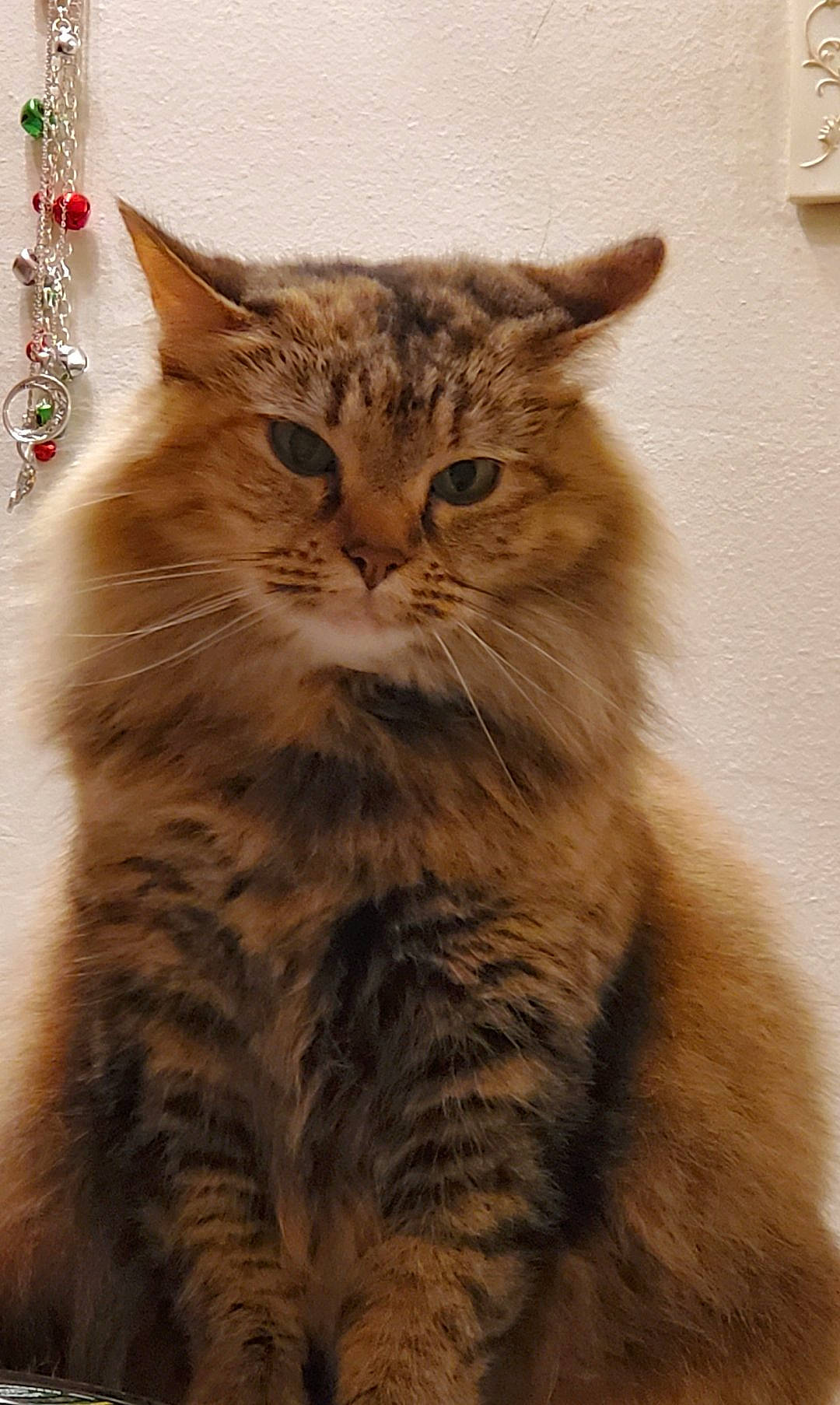 Skitz is registered to the contest to win money with this photo: british_longhair, carnivore, cat, domestic_short_haired_cat, fawn, felidae, fur, maine_coon, paw, plant, rectangle, small_to_medium_sized_cats, snout, tail, terrestrial_animal, tree, whiskers, window, wood