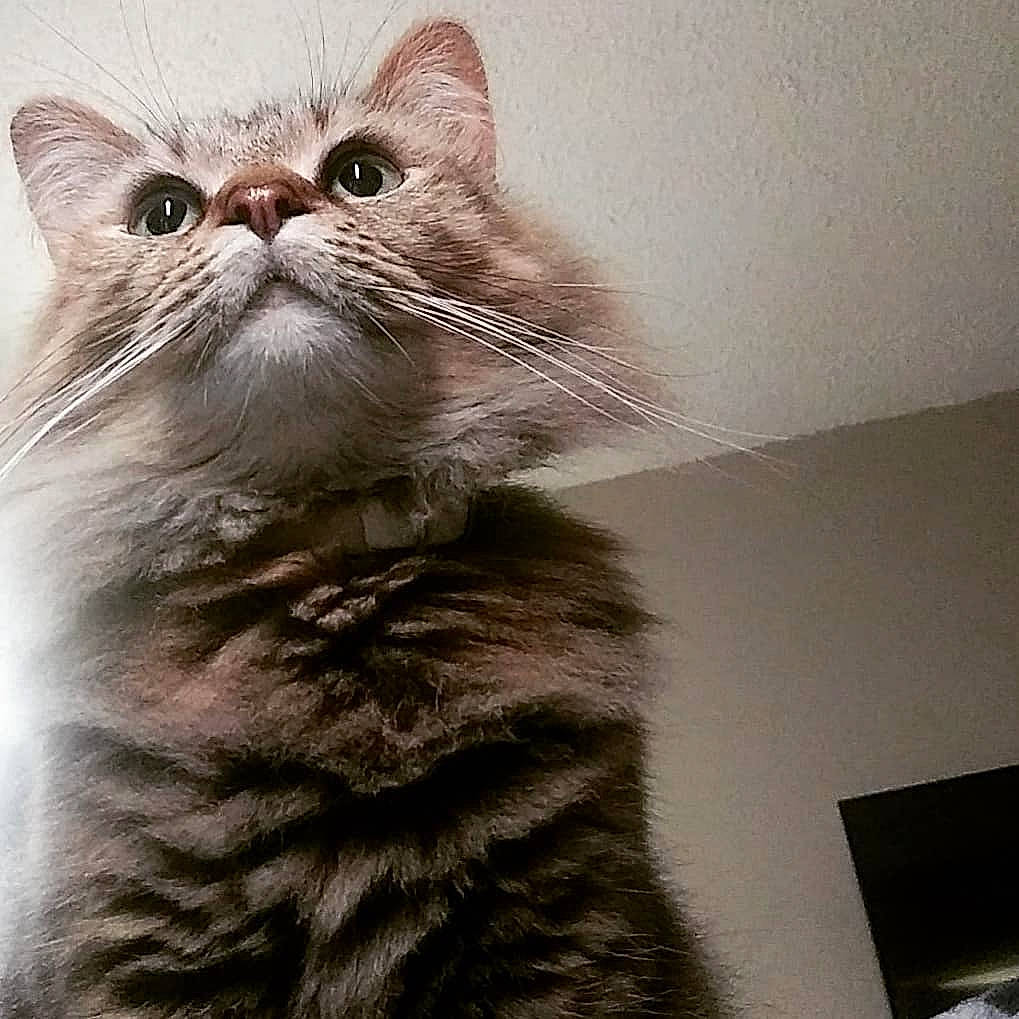 Skitz is registered to the contest to win money with this photo: american_curl, american_shorthair, asian, british_longhair, british_semi_longhair, carnivore, cat, domestic_short_haired_cat, dragon_li, european_shorthair, felidae, fur, kitten, mammal, siberian, small_to_medium_sized_cats, snout, tabby_cat, vertebrate, whiskers