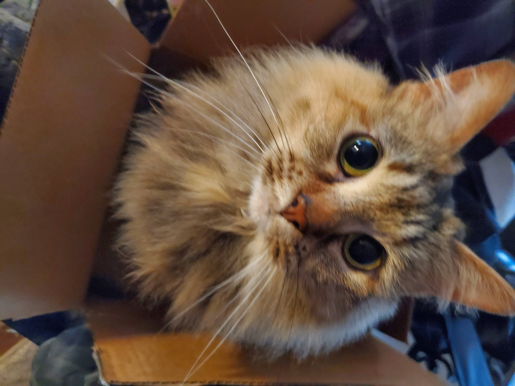 Skitz joined the competition — help win amazing prizes! box, cardboard, carnivore, cat, claw, domestic_short_haired_cat, felidae, fur, maine_coon, paw, shipping_box, small_to_medium_sized_cats, snout, whiskers