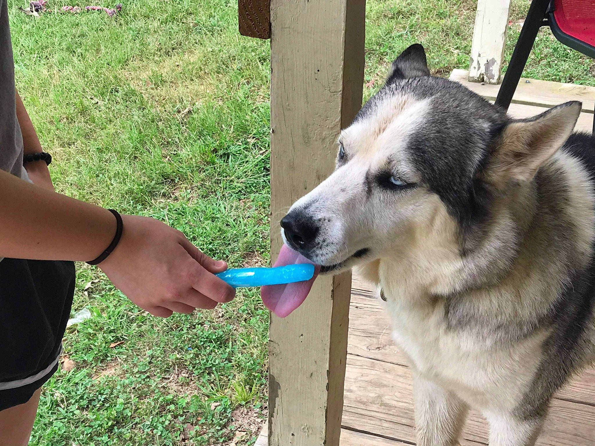 Rookie joined the competition — help win amazing prizes! alaskan_malamute, canidae, carnivore, czechoslovakian_wolfdog, dog, dog_breed, east_siberian_laika, jamthund, mammal, native_american_indian_dog, northern_inuit_dog, norwegian_elkhound, rare_breed_dog, saarloos_wolfdog, seppala_siberian_sleddog, siberian_husky, tamaskan_dog, vertebrate, wolfdog, working_dog