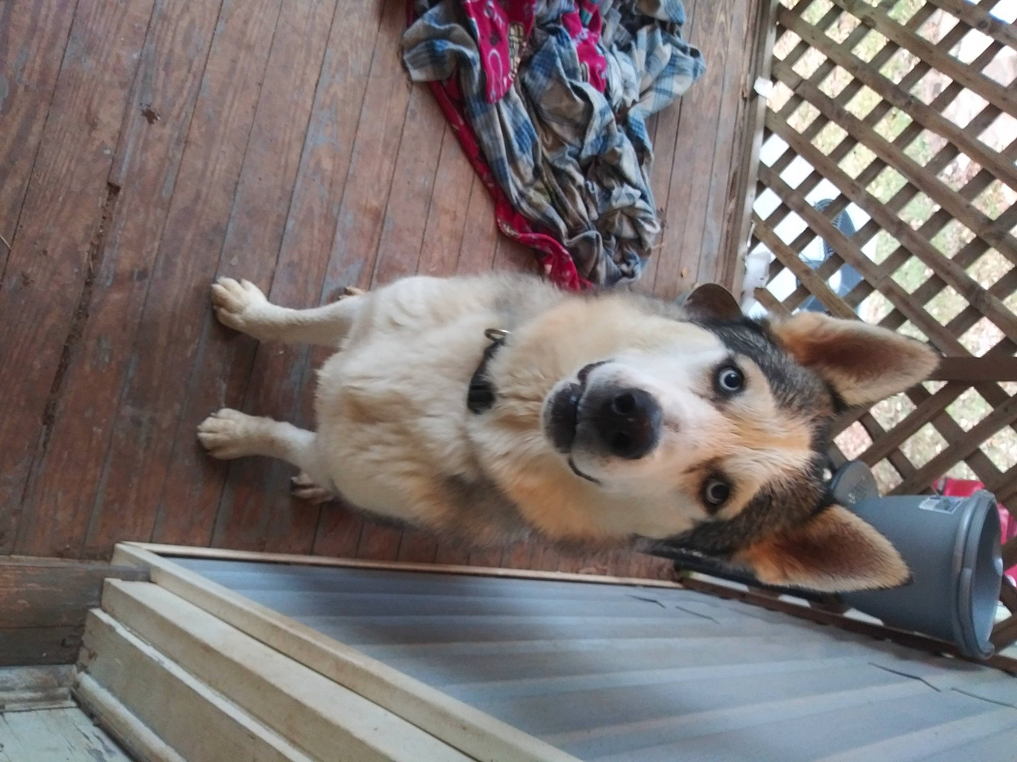 Rookie joined the competition — help win amazing prizes! canidae, carnivore, companion_dog, dog, dog_breed, fawn, golden_retriever, mammal, retriever, snout, sporting_group, street_dog, vertebrate