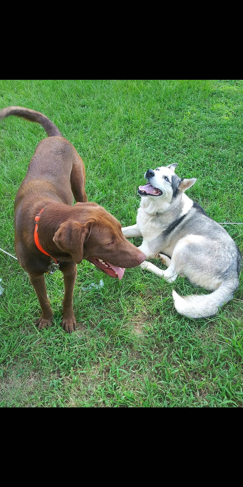 Rookie is registered to the contest to win money with this photo: blue_lacy, canidae, carnivore, chesapeake_bay_retriever, dog, dog_breed, hunting_dog, mammal, pit_bull, pointing_breed, sporting_group, vertebrate, vizsla, weimaraner, working_dog