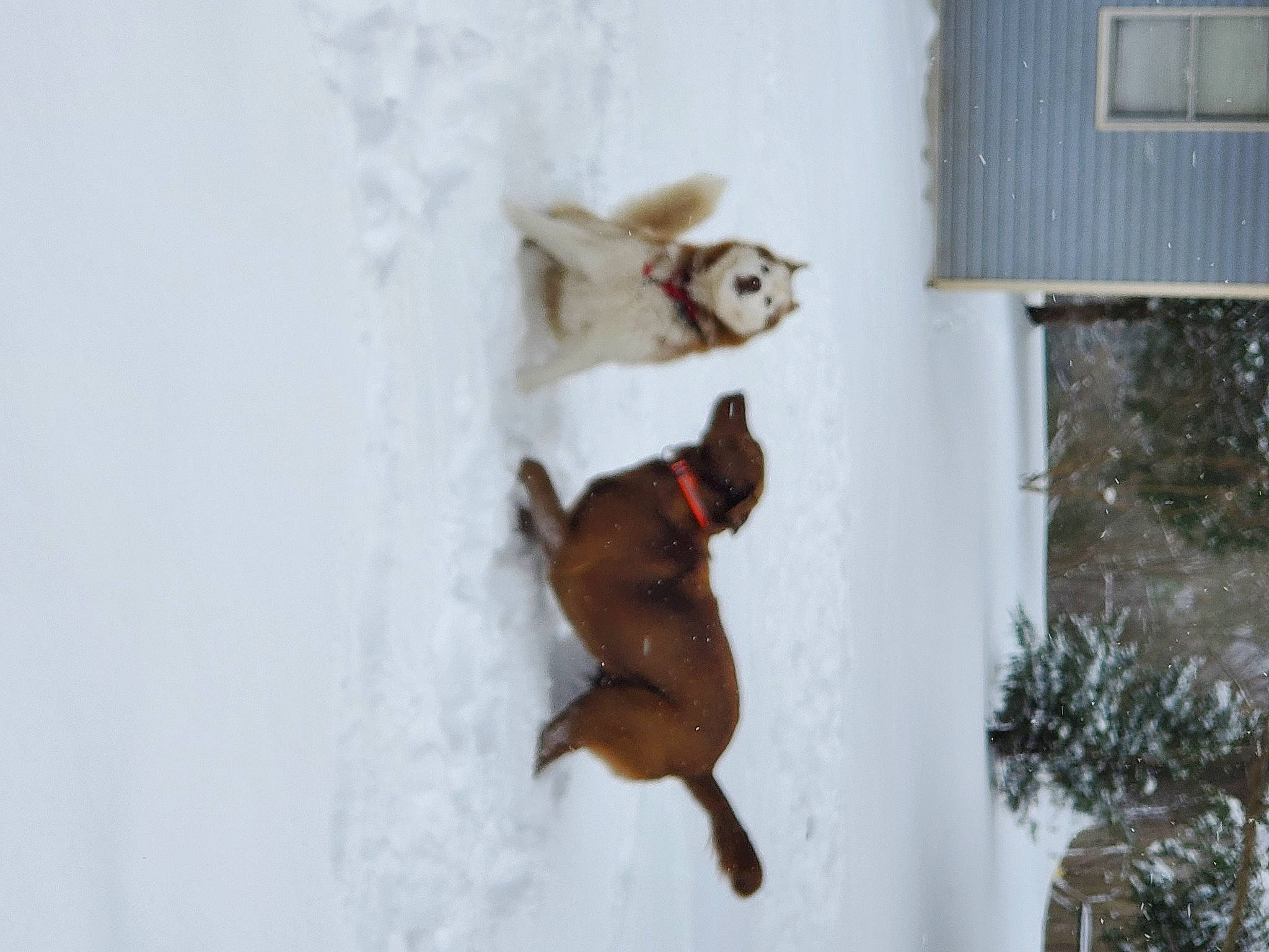 Harley joined the competition — help win amazing prizes! art, canidae, carnivore, companion_dog, dog, dog_breed, fawn, felidae, hardwood, liver, plant, snout, snow, sporting_group, tail, whiskers, window, winter, wood, working_animal