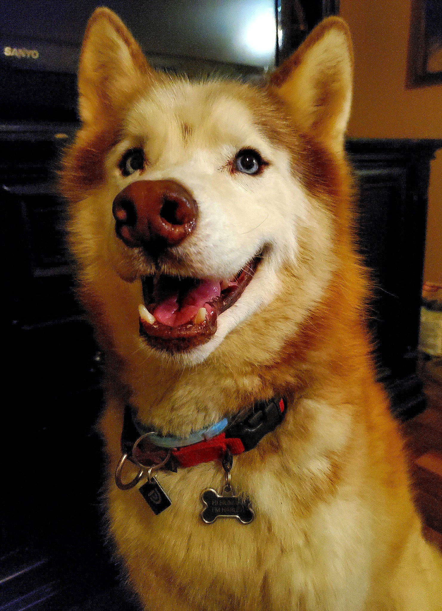 Harley is registered to the contest to win money with this photo: ancient_dog_breeds, canidae, carnivore, collar, companion_dog, dog, dog_breed, dog_collar, fawn, fur, happy, herding_dog, jaw, non_sporting_group, picture_frame, snout, sporting_group, whiskers, working_animal, working_dog