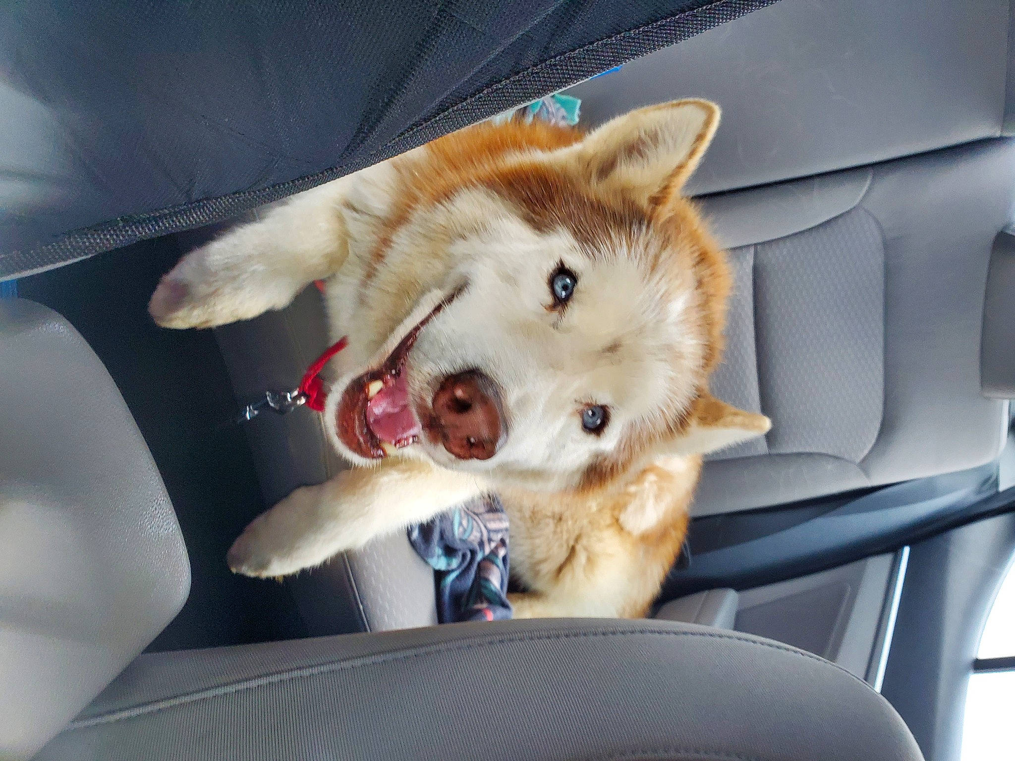 Harley is registered to the contest to win money with this photo: auto_part, canidae, car, car_seat, carnivore, comfort, companion_dog, dog, dog_breed, fang, fawn, fur, paw, snout, sporting_group, vehicle, vehicle_door, whiskers, windshield, working_animal