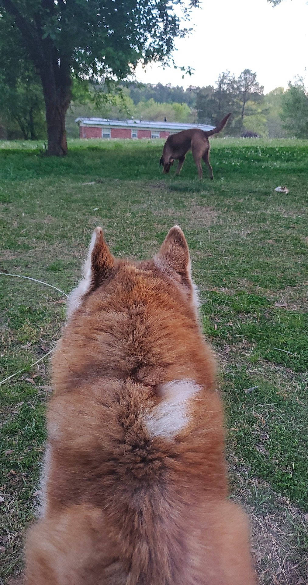 Harley joined the competition — help win amazing prizes! canidae, carnivore, companion_dog, dog, dog_breed, fawn, felidae, fur, grass, mammal, pasture, plant, snout, sporting_group, tail, terrestrial_animal, tree, whiskers, wildlife, working_animal