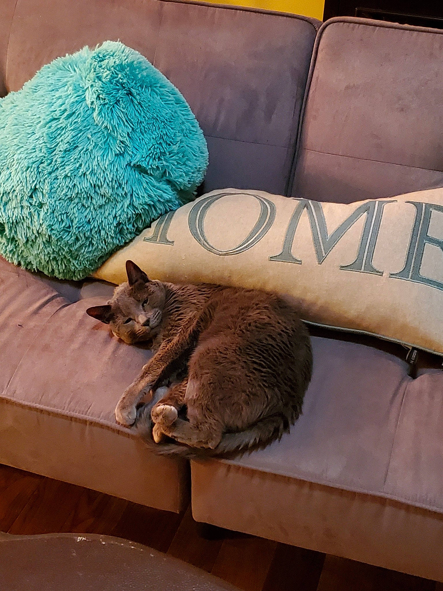 Ghost joined the competition — help win amazing prizes! carnivore, cat, comfort, domestic_short_haired_cat, dragon_li, european_shorthair, felidae, furniture, nap, sleep, small_to_medium_sized_cats, whiskers