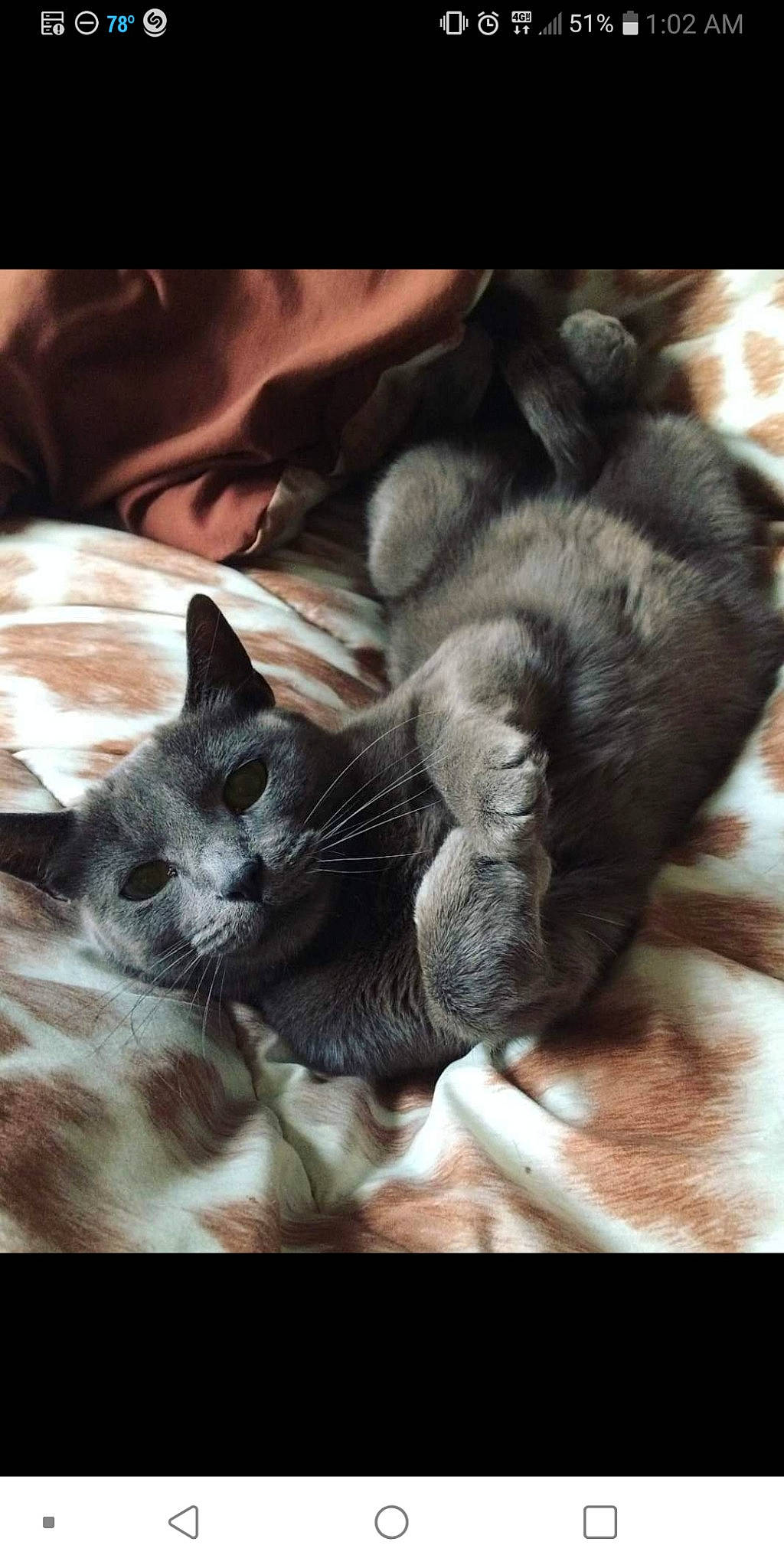 Ghost is registered to the contest to win money with this photo: asian, black_and_white, carnivore, cat, felidae, fur, kitten, korat, nap, nebelung, russian_blue, small_to_medium_sized_cats, snout, whiskers