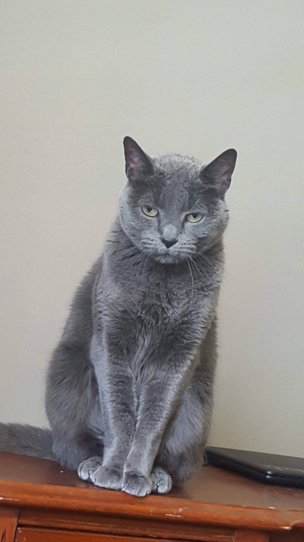 Ghost joined the competition — help win amazing prizes! asian, british_semi_longhair, british_shorthair, carnivore, cat, chartreux, domestic_short_haired_cat, european_shorthair, felidae, korat, mammal, nebelung, russian_blue, small_to_medium_sized_cats, snout, vertebrate, whiskers