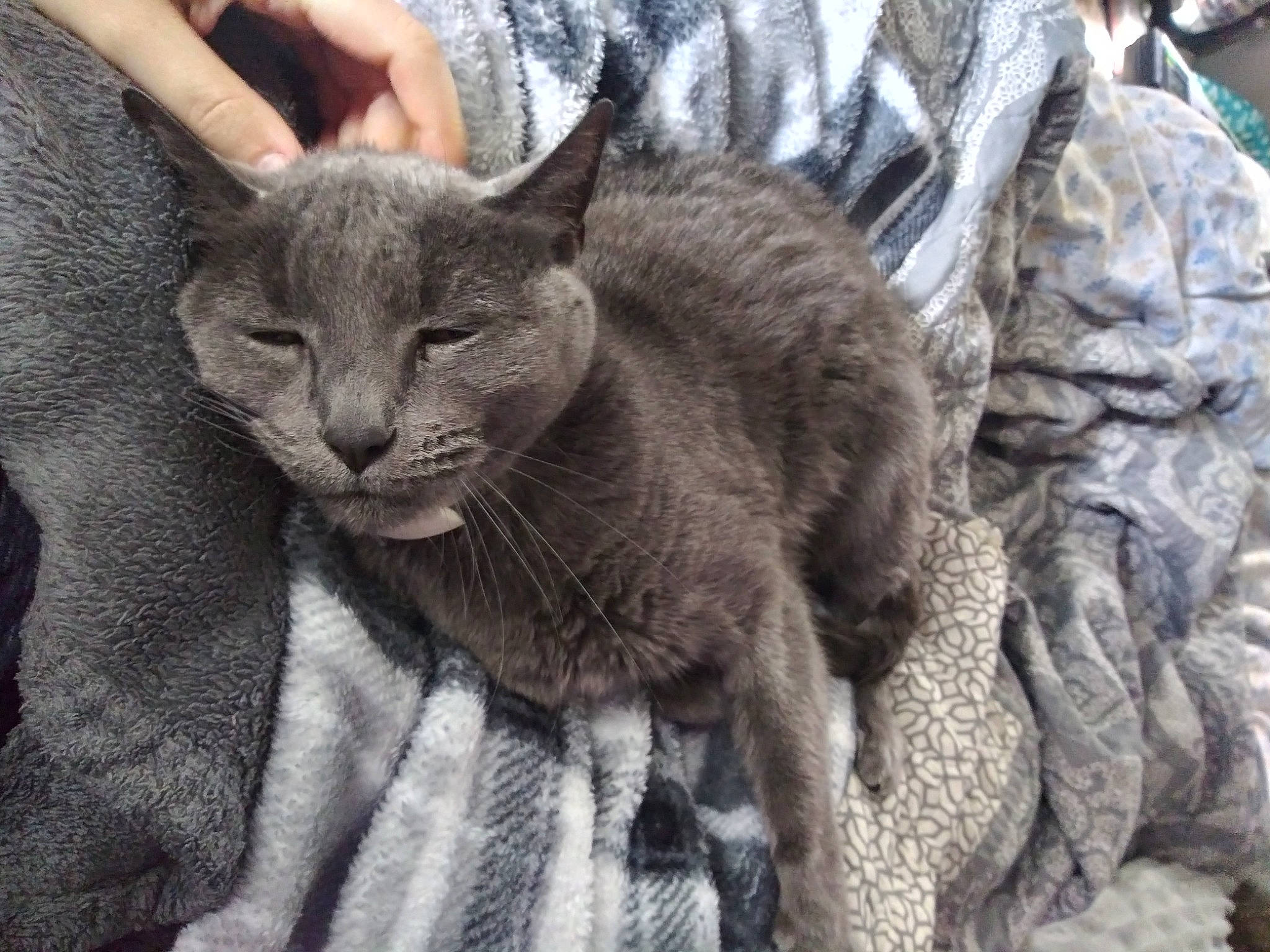 Ghost joined the competition — help win amazing prizes! asian, carnivore, cat, chartreux, domestic_short_haired_cat, felidae, german_rex, korat, mammal, nebelung, russian_blue, small_to_medium_sized_cats, vertebrate, whiskers