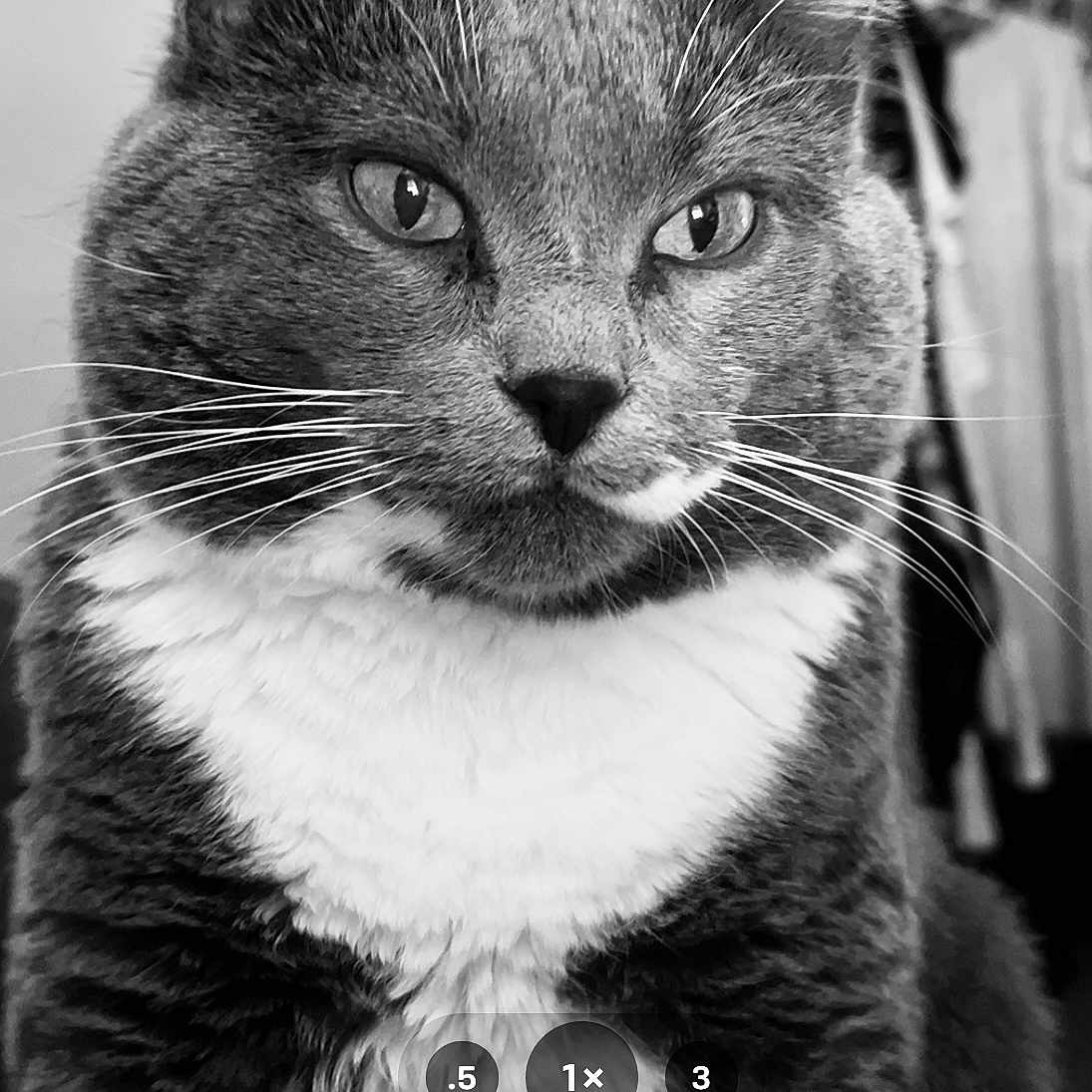 Mia
