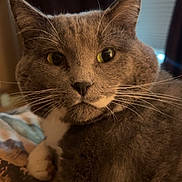 Mia joined the competition — help win amazing prizes! cat, gray_cat, whiskers, close_up, indoor, pet, animal, feline, yellow_eyes, fur, cozy, portrait, relaxed, domestic_cat, cute, looking_at_camera, soft_light, bed, blanket, resting