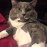 animal, bed, blanket, cat, close_up, cozy, cute, domestic_cat, feline, gray_cat, indoor, lying_down, pet, pink_blanket, portrait, red_blanket, relaxed, resting, whiskers, white_paws