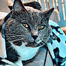 Mia joined the competition — help win amazing prizes! cat, gray_cat, white_fur, yellow_eyes, blanket, soft_texture, fence, outdoor, pet, animal, close_up, relaxed, cozy, fur, whiskers, portrait, resting, warm_light, home, comfort